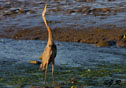 Ardea herodias